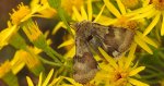 Słonecznica szczeciówka (Heliothis viriplaca)