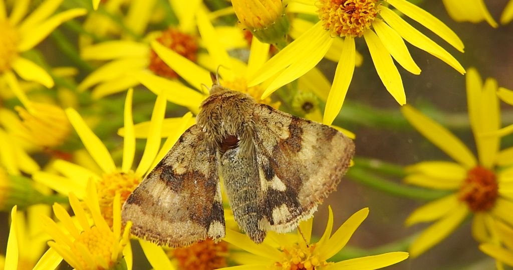Słonecznica szczeciówka (Heliothis viriplaca)
