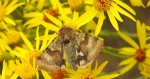Słonecznica szczeciówka (Heliothis viriplaca)
