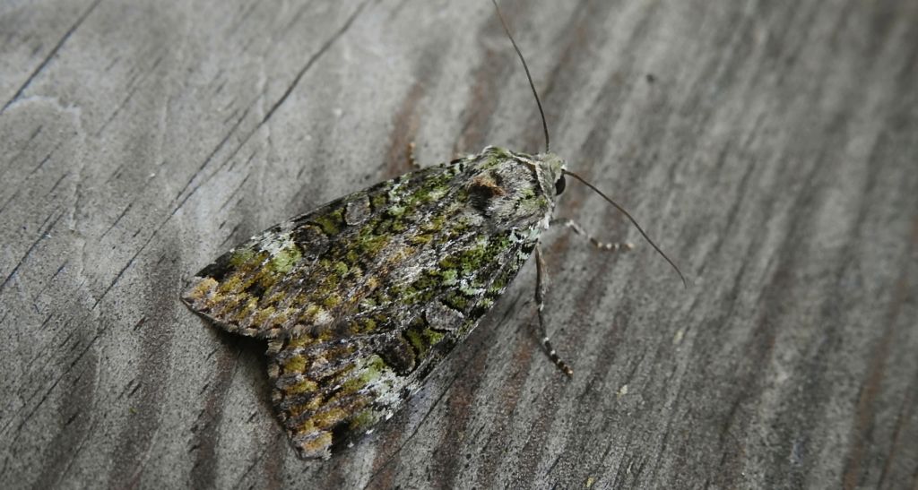 Rolnica chwastówka (Anaplectoides prasina)