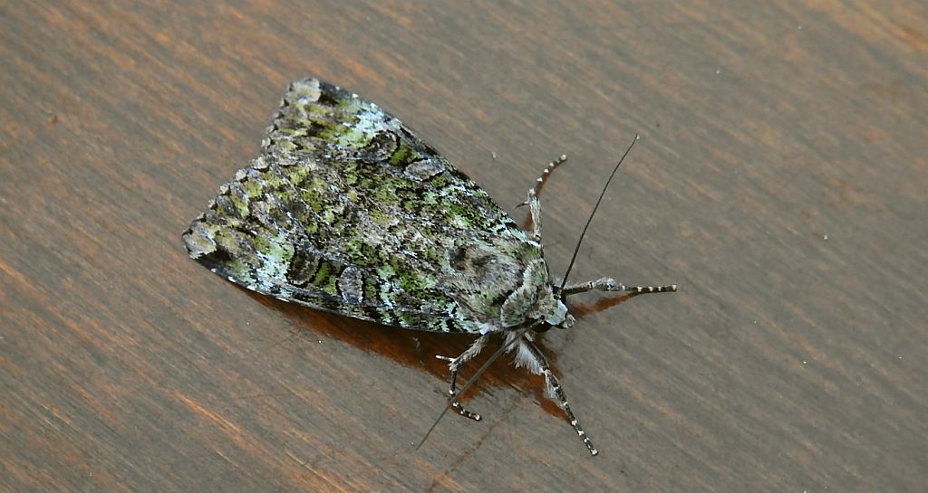 Rolnica chwastówka (Anaplectoides prasina)
