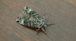 Rolnica chwastówka (Anaplectoides prasina)