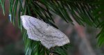Wątlak czarnokropek (Scopula nigropunctata)