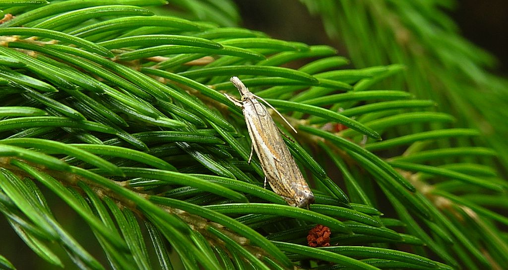 Crambus pratella