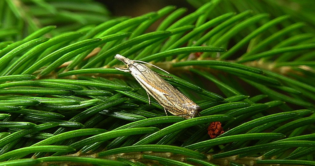 Crambus pratella