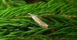 Crambus pratella
