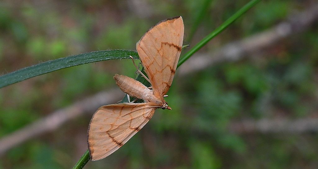 Nacinek wypłowiak (Gandaritis pyraliata)