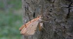 Nacinek wypłowiak (Gandaritis pyraliata)