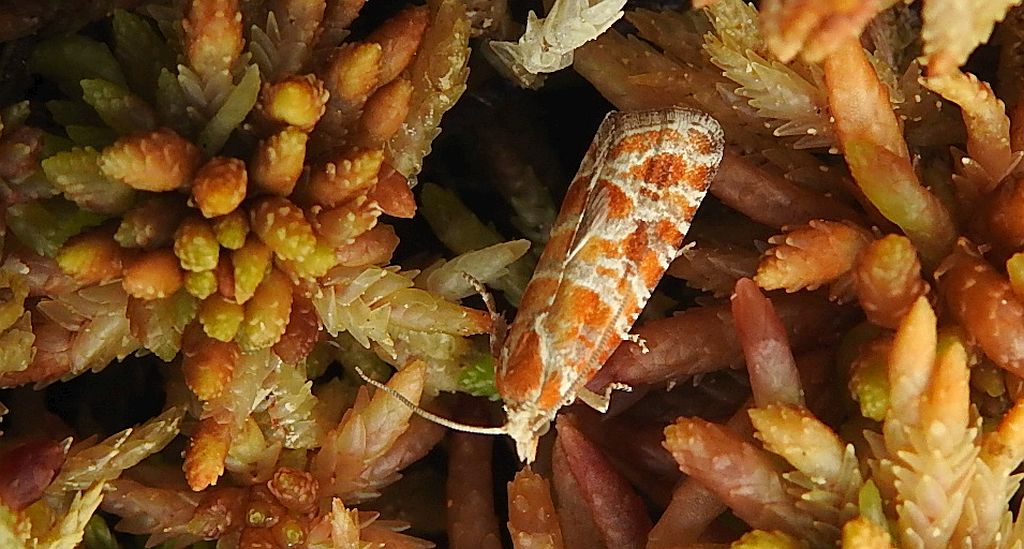 Rhyacionia pinicolana