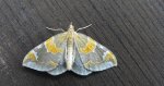 Nacinek zorzyniak (Eulithis pyropata)