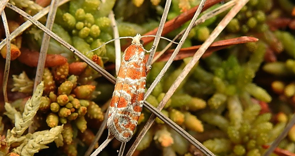 Rhyacionia pinicolana