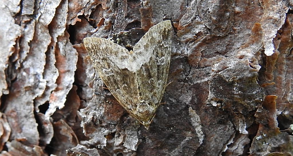Białoplamica leśniczka (Deltote pygarga)