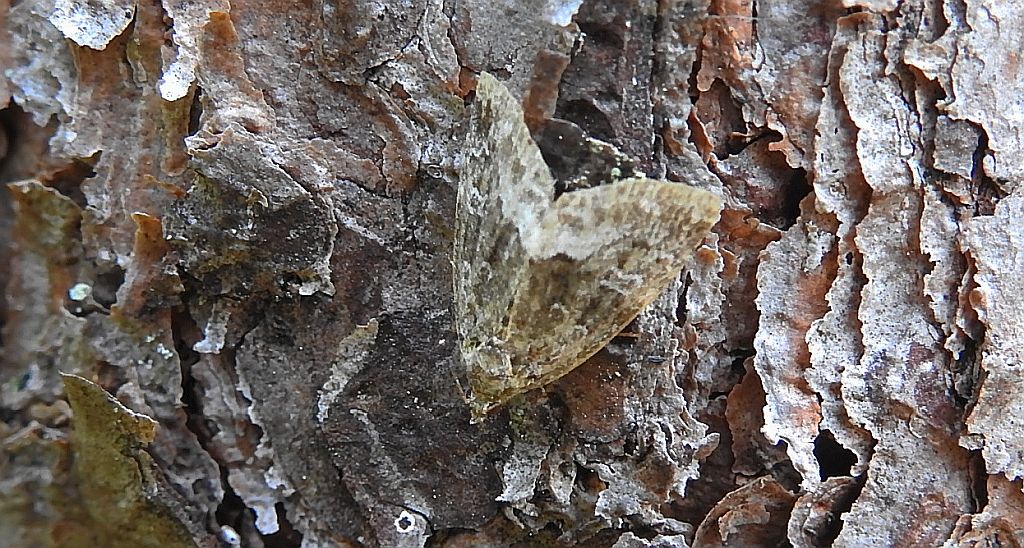 Białoplamica leśniczka (Deltote pygarga)