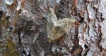 Białoplamica leśniczka (Deltote pygarga)