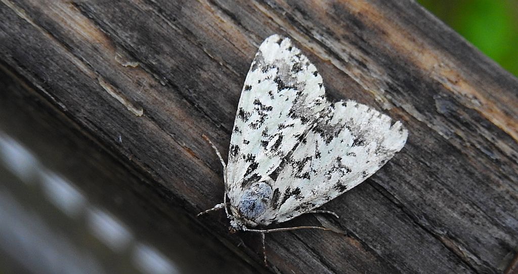 Pyszałek orion (Moma alpium)
