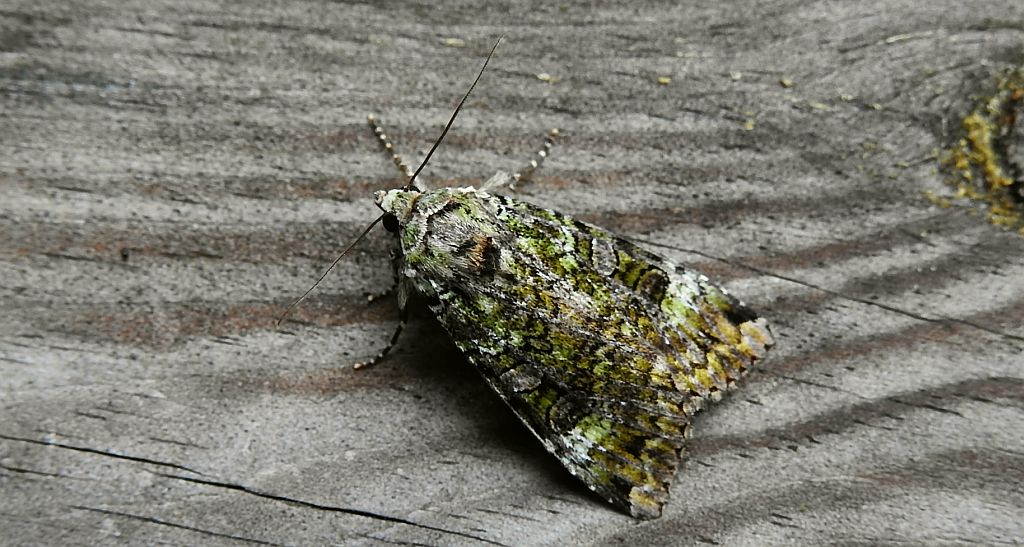 Rolnica chwastówka (Anaplectoides prasina)
