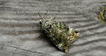 Rolnica chwastówka (Anaplectoides prasina)