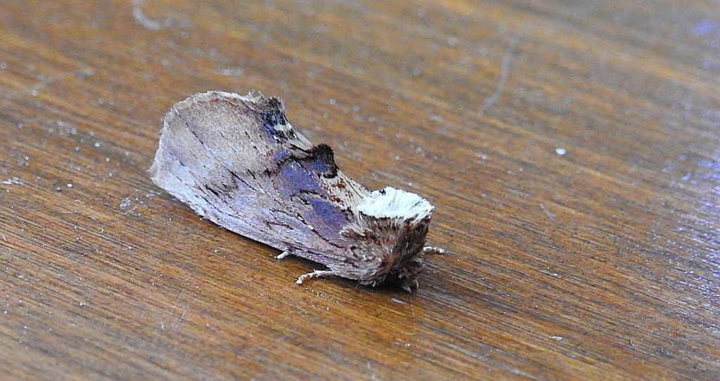 Wiechetka wielbłądka (Ptilodon capucina)
