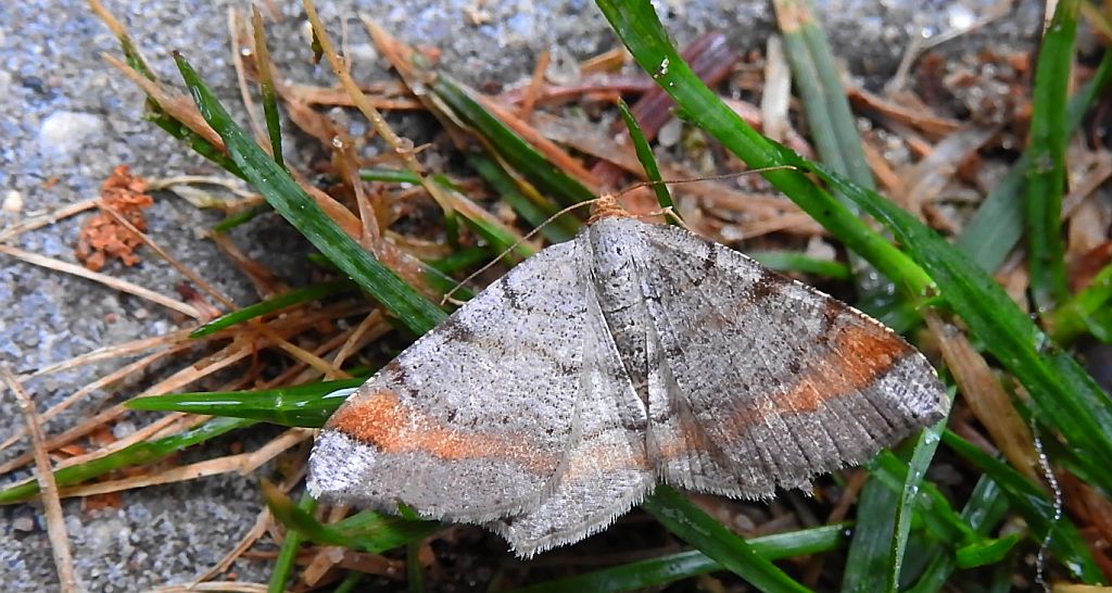 Witalnik sosnowiak (Macaria liturata)