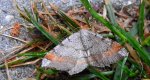 Witalnik sosnowiak (Macaria liturata)