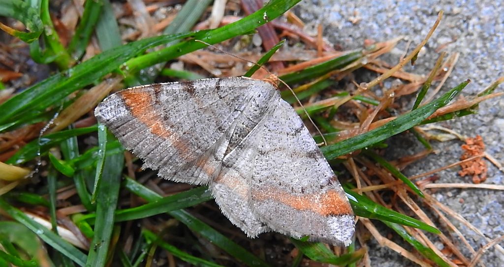 Witalnik sosnowiak (Macaria liturata)