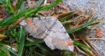 Witalnik sosnowiak (Macaria liturata)