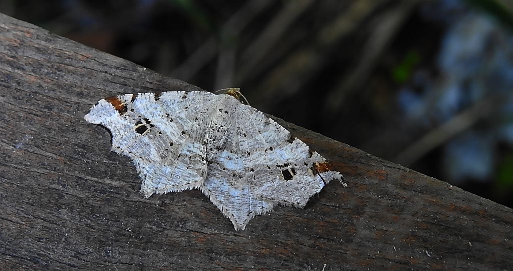 Witalnik zmiennik (Macaria alternata)