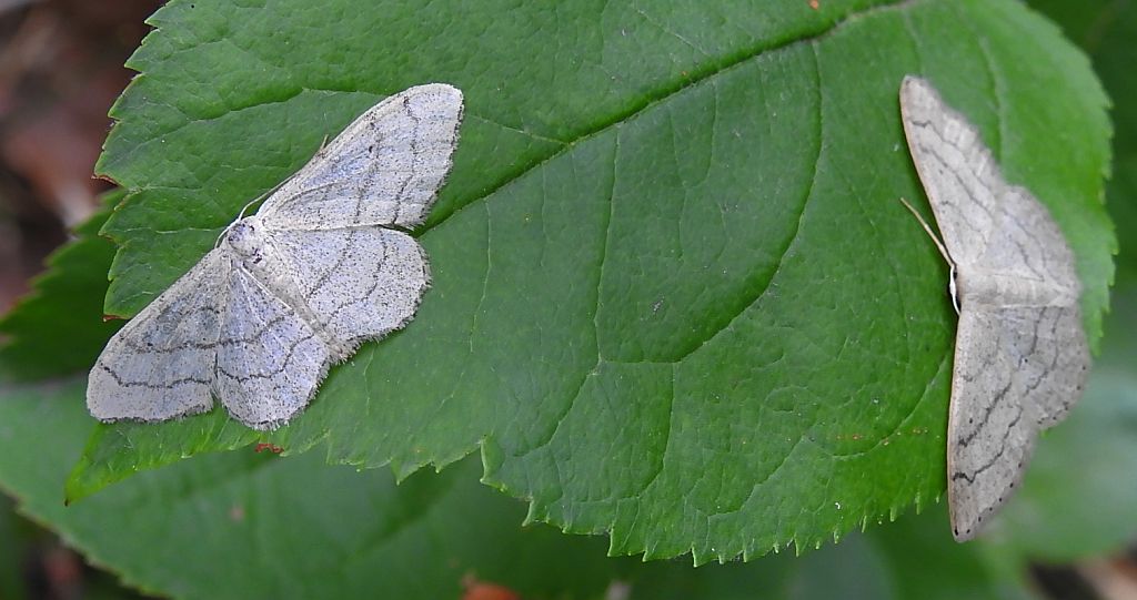 Krocznik gospodek (Idaea deversaria)