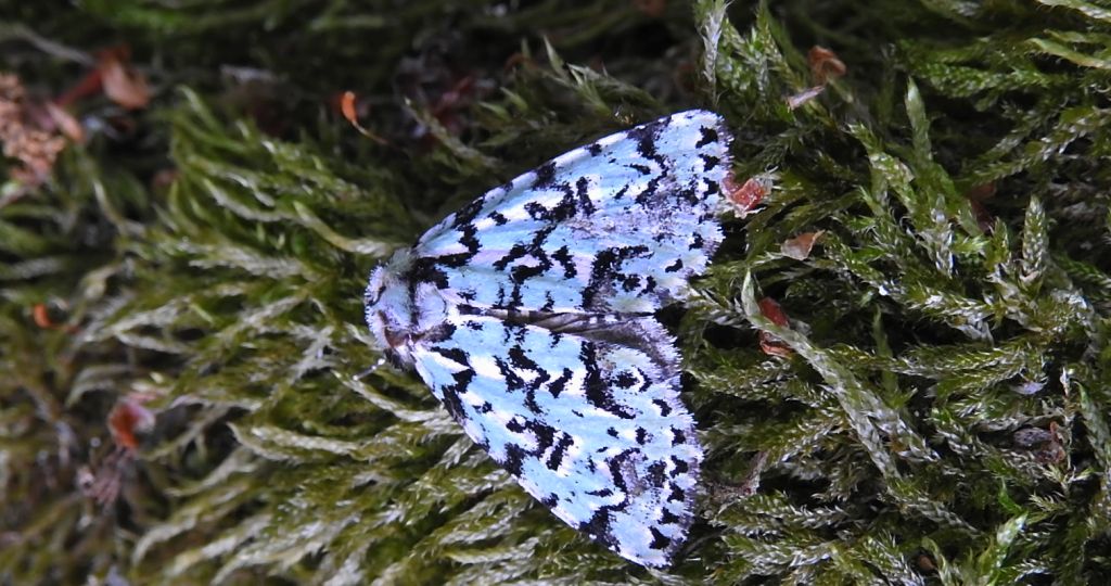 Pyszałek orion (Moma alpium)
