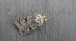 Diarsia brunnea
