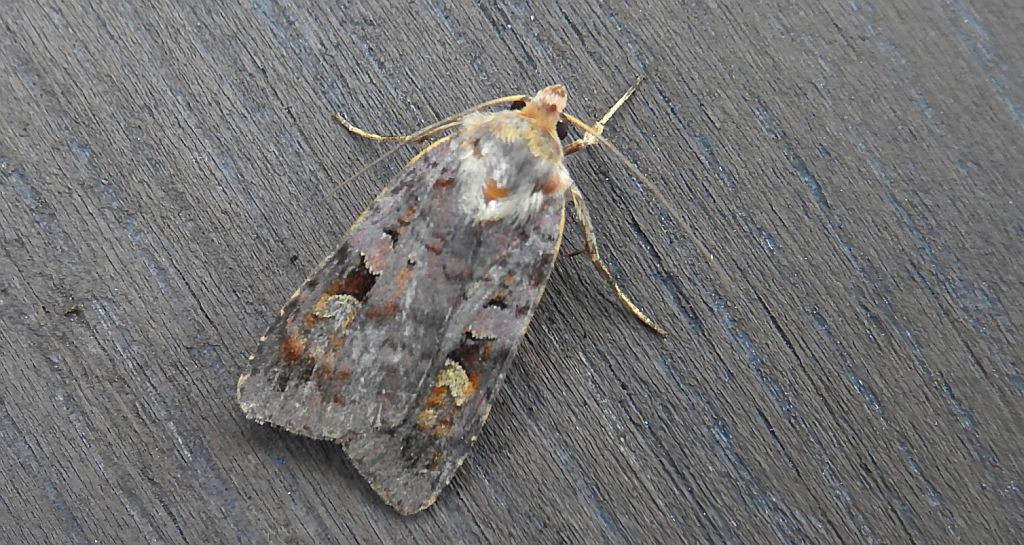 Diarsia brunnea