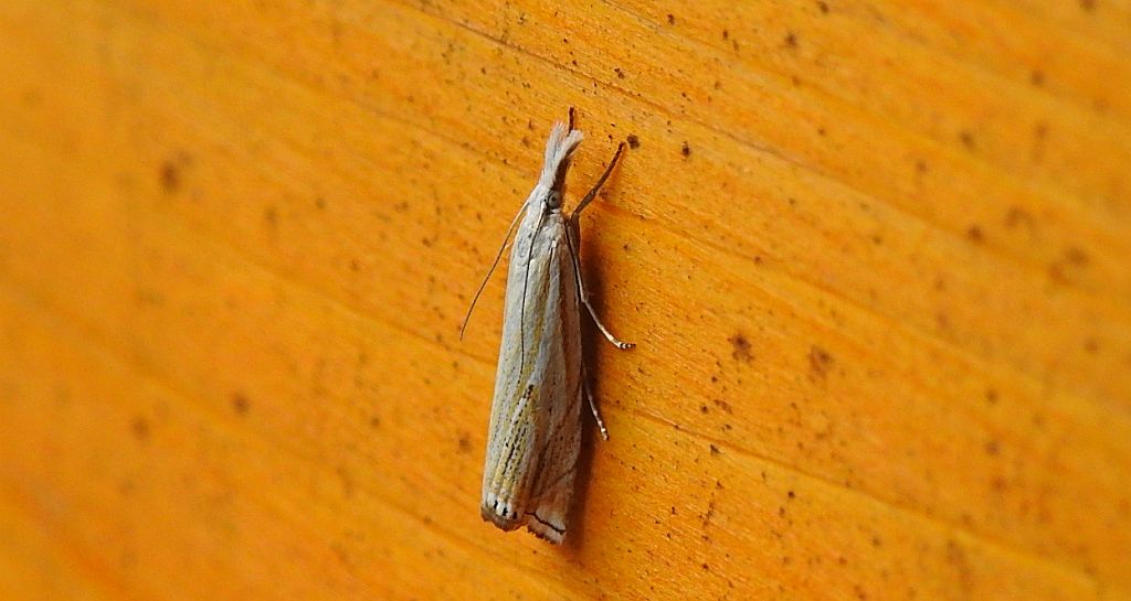 Crambus pratella