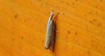 Crambus pratella