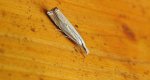 Crambus pratella