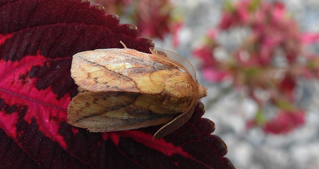 Barczatka napójka (Euthrix potatoria)