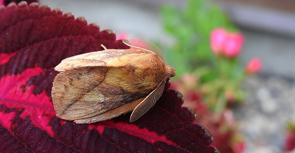 Barczatka napójka (Euthrix potatoria)