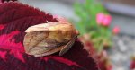 Barczatka napójka (Euthrix potatoria)