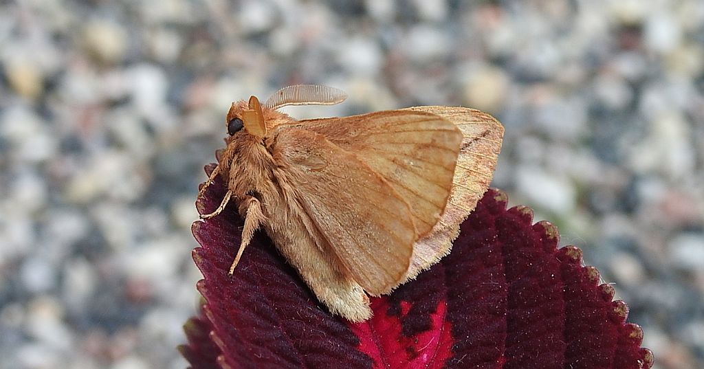 Barczatka napójka (Euthrix potatoria)