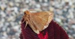 Barczatka napójka (Euthrix potatoria)