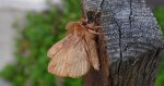 Barczatka napójka (Euthrix potatoria)
