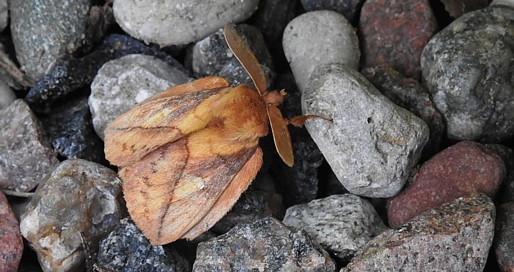 Barczatka napójka (Euthrix potatoria)