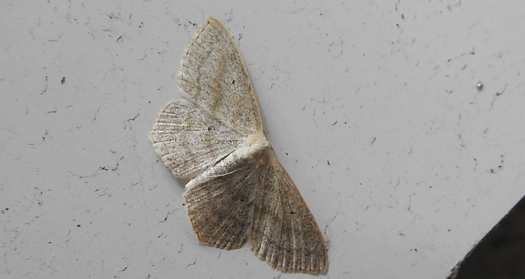 Wątlak czarnokropek (Scopula nigropunctata)