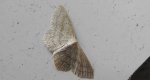 Wątlak czarnokropek (Scopula nigropunctata)