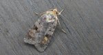 Diarsia brunnea