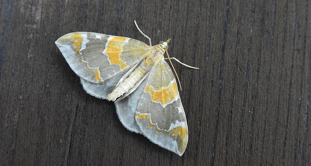 Nacinek zorzyniak (Eulithis pyropata)