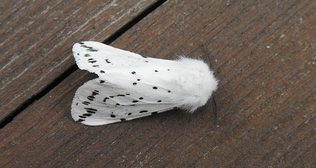 Szewnica miętówka (Spilosoma lubricipeda)