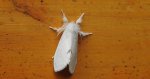 Kuprówka złotnica (Euproctis similis)