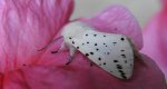 Szewnica miętówka (Spilosoma lubricipeda)