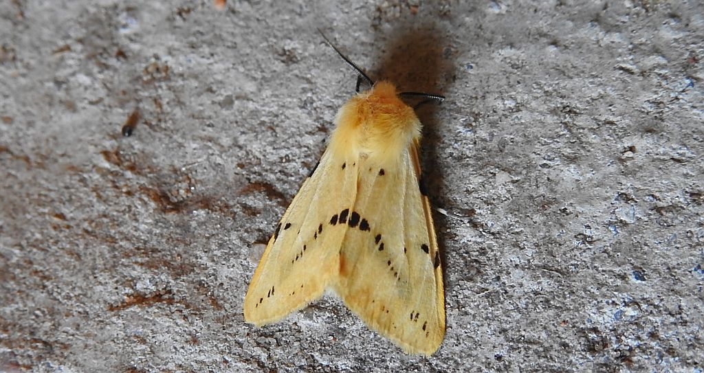 Szewnica bzówka (Spilosoma lutea)