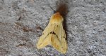 Szewnica bzówka (Spilosoma lutea)